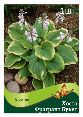 hosta_fragrant_buket.png