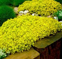 Седум Yellow Queen