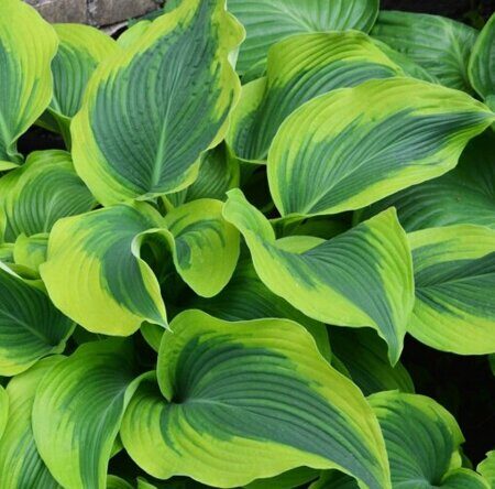 hosta-atlant.jpg