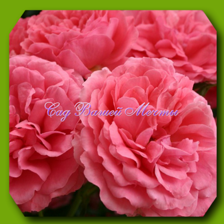 roza_rosarium_uetersen_rozarium_yuterzen.png