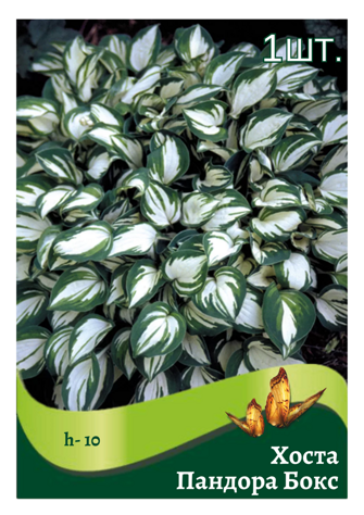 hosta_pandora_boks.png