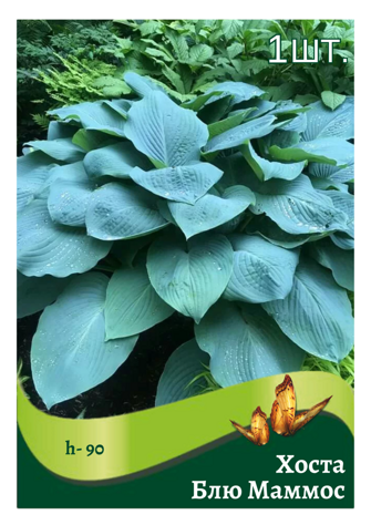 hosta_blyu_mammos.png