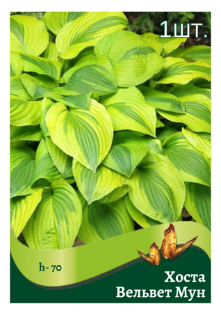 hosta_velvet_mun.png