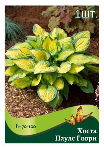 hosta_pauls_glori.png